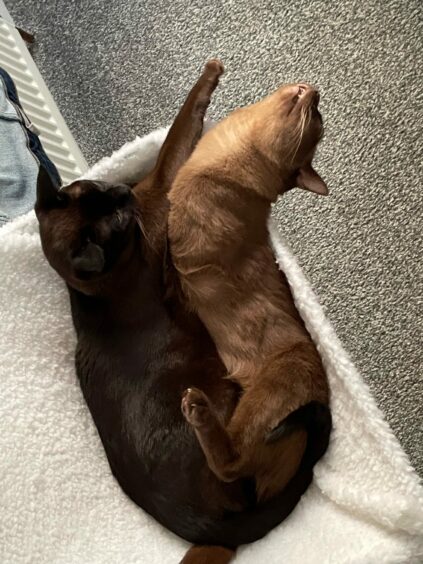 Now, the unimaginative might say that two cats don’t fit in this bed... Lolly and Ruby don’t listen to silly rules like that! The fabulous felines master relaxation at Rachel Morrison’s home in Inverness.
