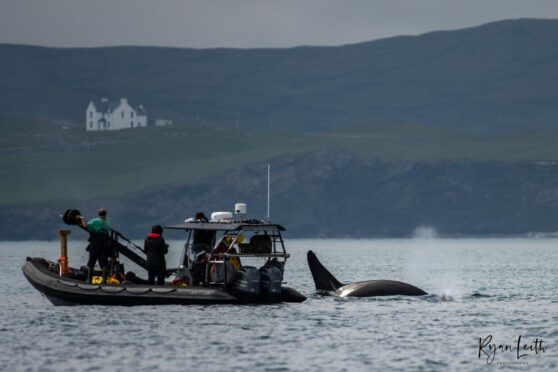 shetland killer whales