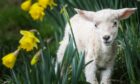 Repeated sheep-worrying warnings have been issued by police and the farming industry. Image: Mhairi Edwards/DC Thomson