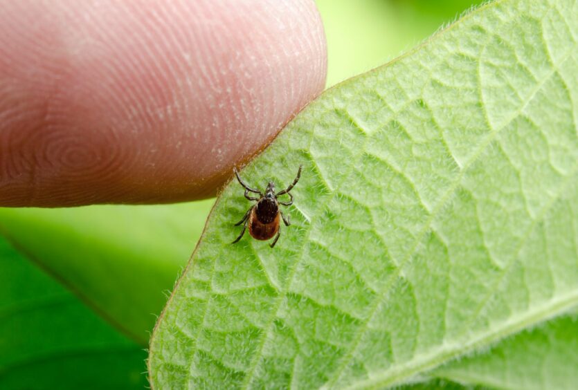Small ticks like these can cause Alpha-gal Syndrome