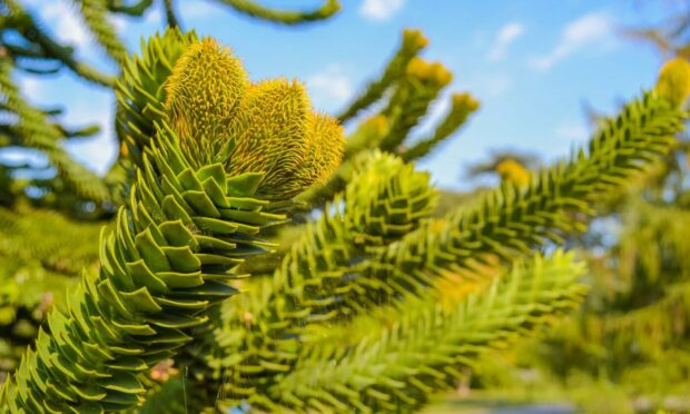 Among the exotic legacies of our plant hunters is Araucaria araucana, commonly called the monkey puzzle tree,