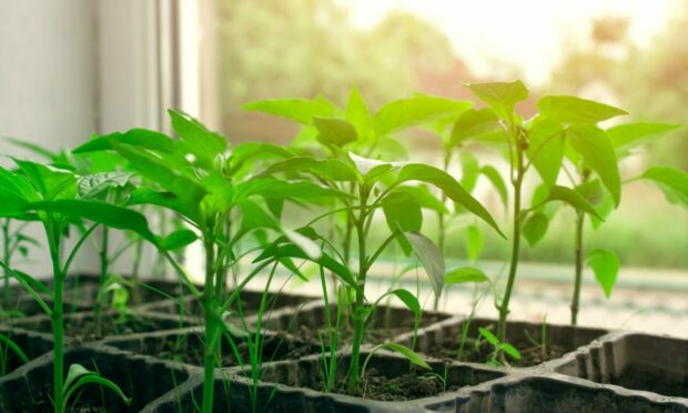 It's the time to get our vegetable seedlings started indoors.