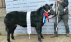 RECORD-BREAKER: This Limousin cross calf from the Robertsons sold for £15,000 to Lee Hopwood.