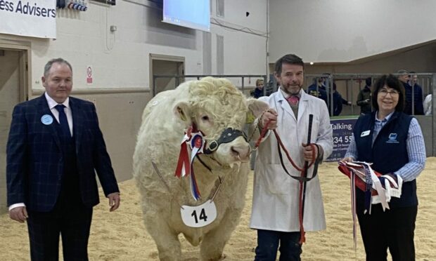 Inverlochy Superscot from Johnny and Raymond Irvine stood overall champion in the bulls.