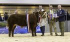 Andrew Gammie's Top Boy Limousin cross bullock was tapped out as champion by judge Michael Alford.