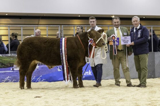 Andrew Gammie's Top Boy Limousin cross bullock was tapped out as champion by judge Michael Alford.