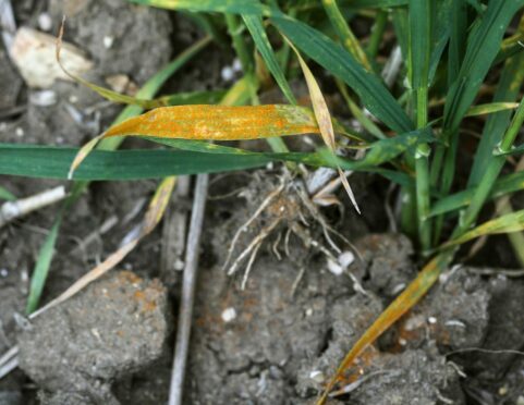 Growers are advised to be vigilant of yellow rust.