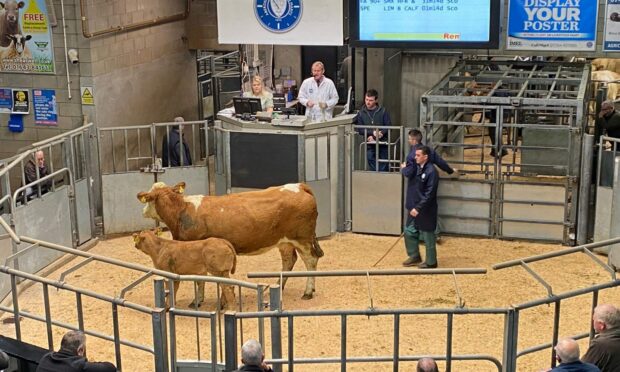 The firm will host three sales of heifers with calves in May
