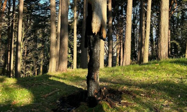 The tree was set alight between 7pm on Wednesday and 7am on Thursday. Image: Police Scotland.