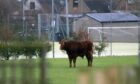 The bull that bolted from the slaughterhouse in Inverurie in 2008.