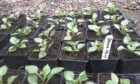 Basal cuttings of Dahlia 'Kelly' in plant pots.
