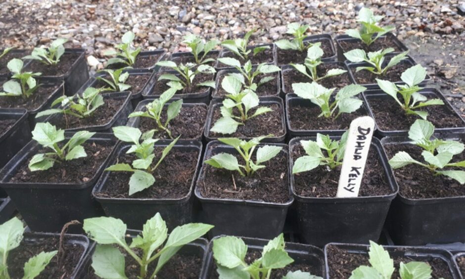 Basal cuttings of Dahlia 'Kelly' placed in plant pots.