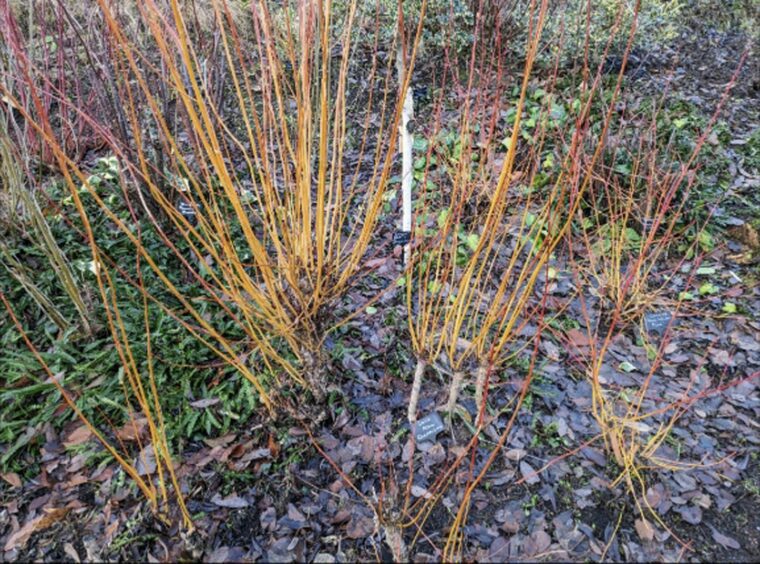 Coppiced willow stems, which make for great hardwood cuttings.