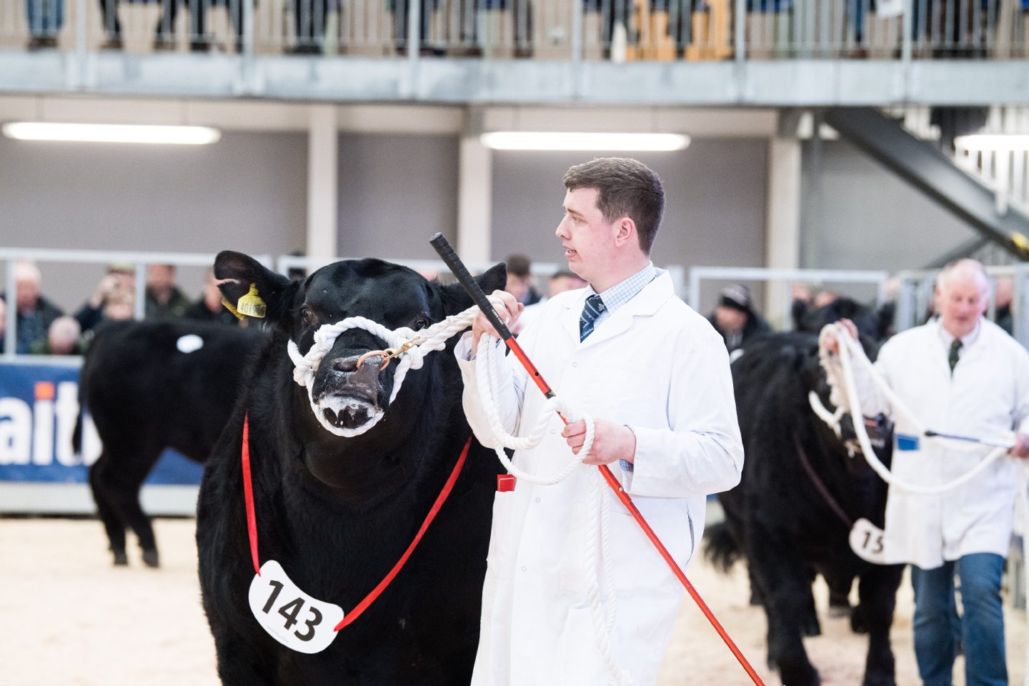 Stirling Bull Sales: Breeders prepare for May round - Vimarsana News