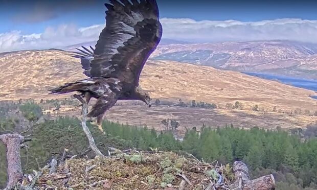 A golden eagle trying to land on an osprey's nest.