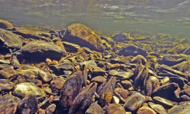 NatureScot researchers uncover freshwater pearl mussels in Sutherland. Image: Iain Sime/NatureScot.