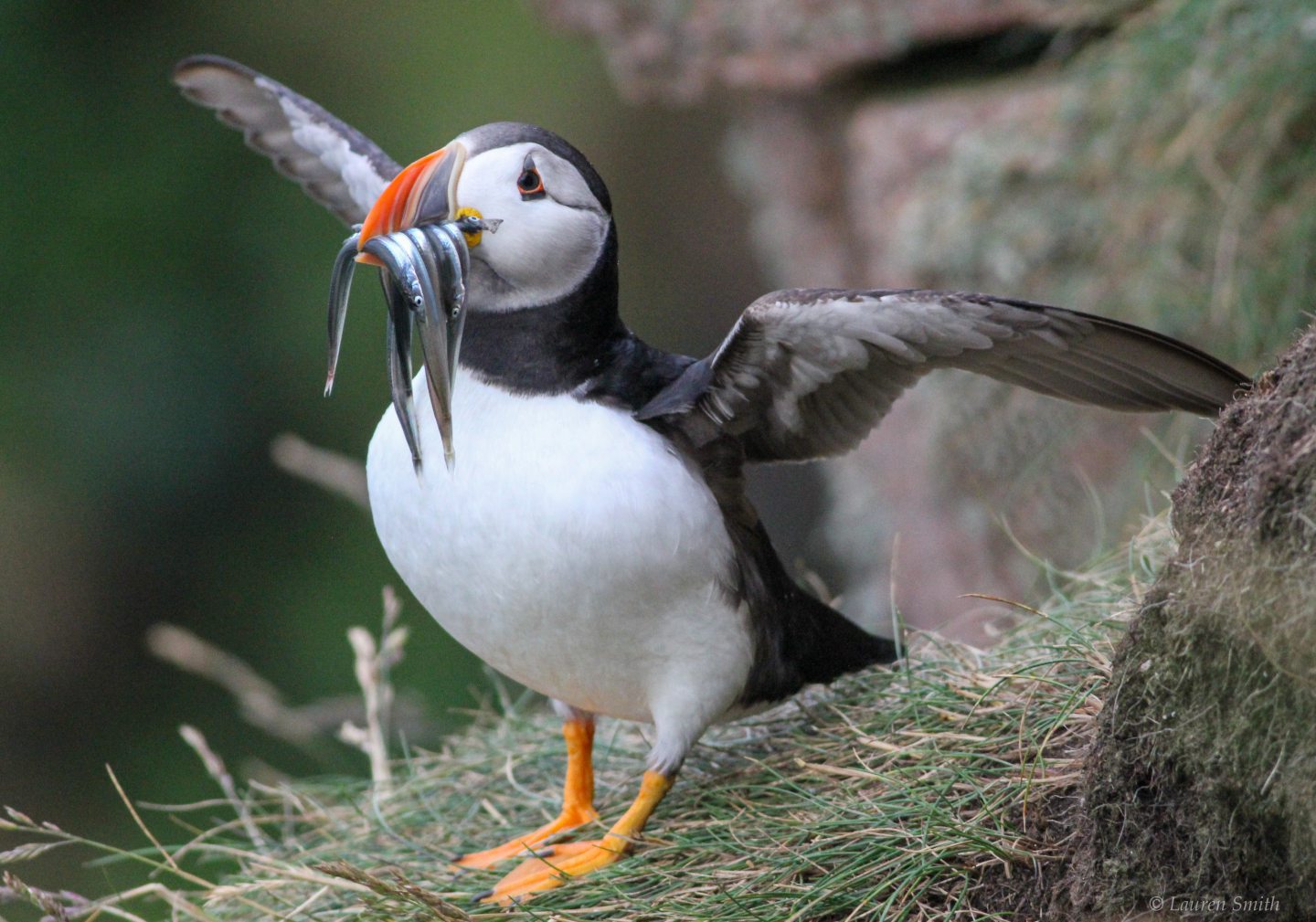 A proud puffin with his catch of sand eels at Bullers of Buchan.