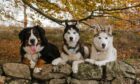 Catherine Davidson’s Bernese mountain dog Sadie and huskies Leo and Quinn line up for a group photo at the farm where they live in Echt, Aberdeenshire.