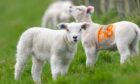 Courier News - Dundee - Andrew Farrell story - CR00***** - lambs for possible Easter pic. Picture shows; lambs in fields near Kilry, 10th April 2020, Kim Cessford / DCT Media.