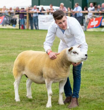 The overall sheep champion shown by Archie Knox from Haddo, Fyvie. Image: Jasperimage
