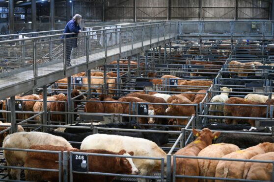 Record prices are being achieved at UK livestock marts. Image: Kenny Elrick/DC Thomson