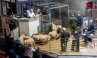Auction marts throughout the country have been recording an increase on sale averages each week. Image: Kath Flannery/DC Thomson