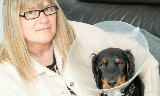 Deborah Lagrichi needed hospital treatment after the attack in Hilton Quarry Woods on Friday. She tried to protect puppy Rocky, but he also needed vet treatment. Image: Kami Thomson/DC Thomson