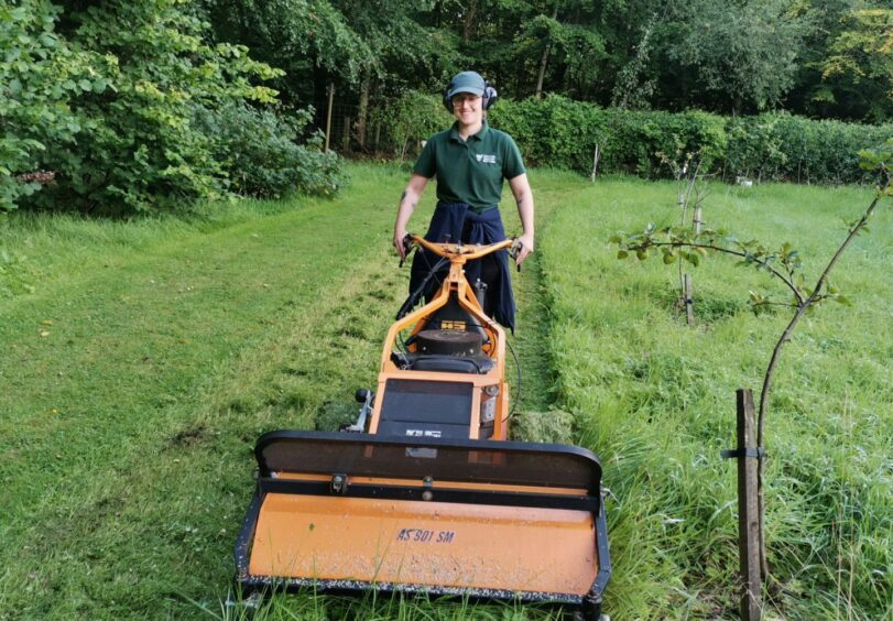 Woman using a flail mower in an orchard.