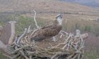 Louis the osprey has returned to Loch Arkaig. Image: Woodland Trust Scotland.