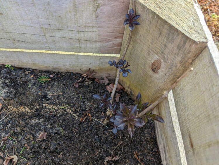 Overwintering hardwood cutting of elder planted outdoors.