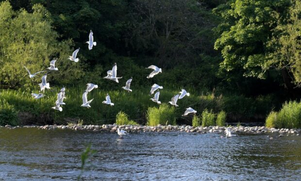 Seaton Park, Aberdeen. Image: Kath Flannery