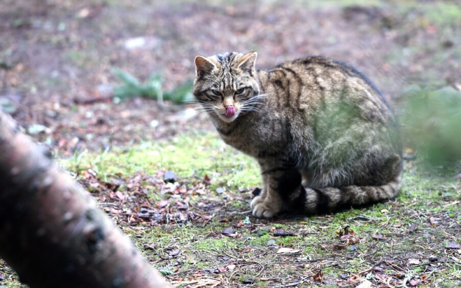 scottish wildcats