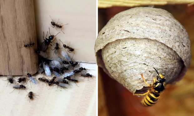 There were 49 cases of ants and 47 of wasps in the local authority's eight secondary and 46 primaries.