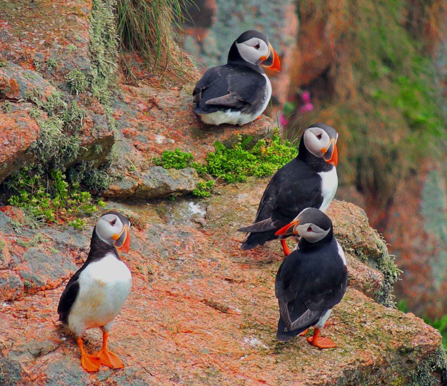 Puffins at Bullers of Buchan just north of Cruden Bay in Aberdeenshire.
