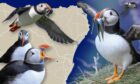 Collage of puffins.
