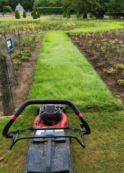 Rotary mower about to give a newly sown path its first cut.