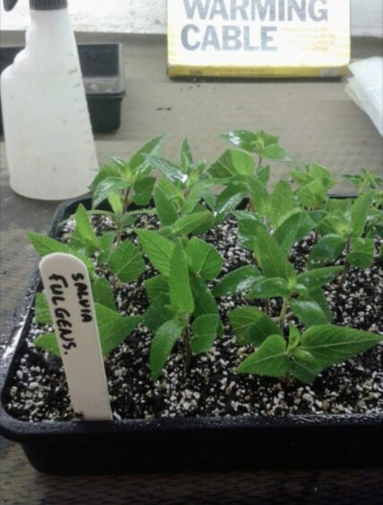 Semi-ripe cuttings of Salvia fulgens planted in a propagator.