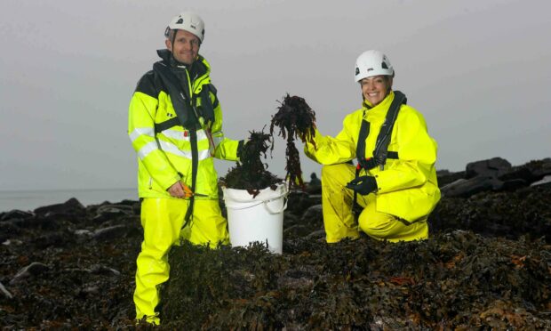 Cherry Healey harvesting Scottish seaweed with Shore co-founder Peter Elbourne. Shore.