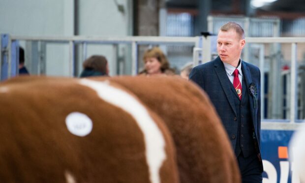 Gary Wright from Lagavaich judged the Simmentals.