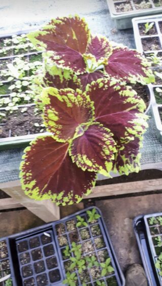 Plant grown from soft wood cuttings of Coleus 'Kong Mixed'.