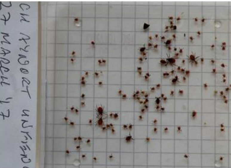 A selection of ticks found after a drag on Uist. 