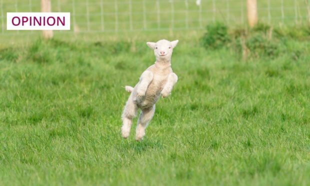 A spring lamb story with a difference hit the headlines across Scotland this week (Image: evandavies8/Shutterstock)