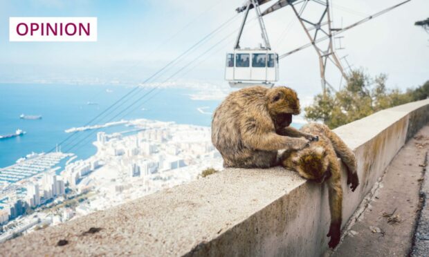 Macaques can cause mischief on the Gibraltar Rock cable cars (Image: Kzenon/Shutterstock)