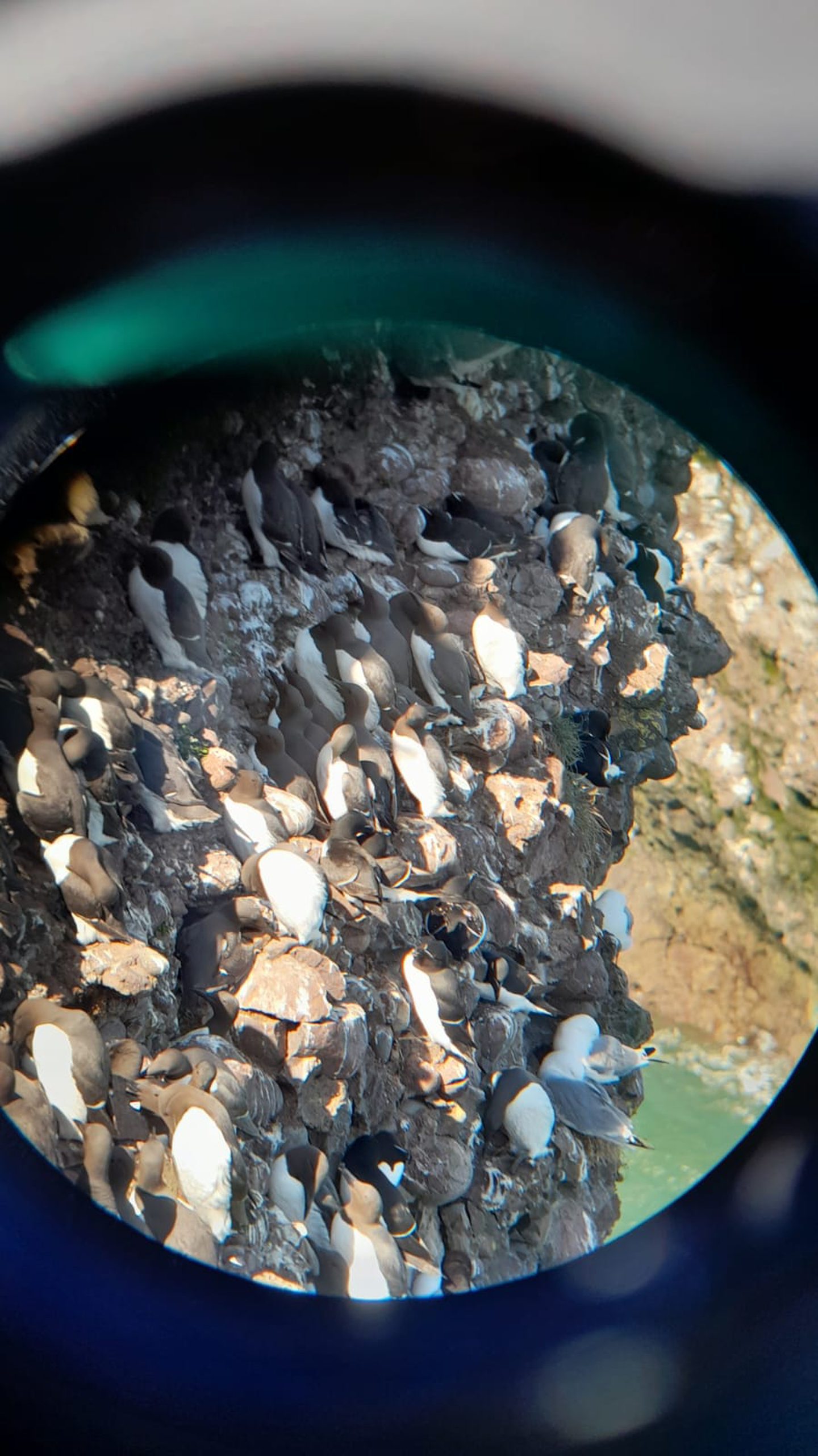A view through binoculars of seabirds at Fowlsheugh, including guillemots and razorbills.