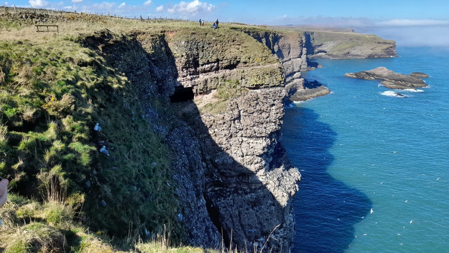 Cliffs towards the northern end of the Fowlsheugh reserve.