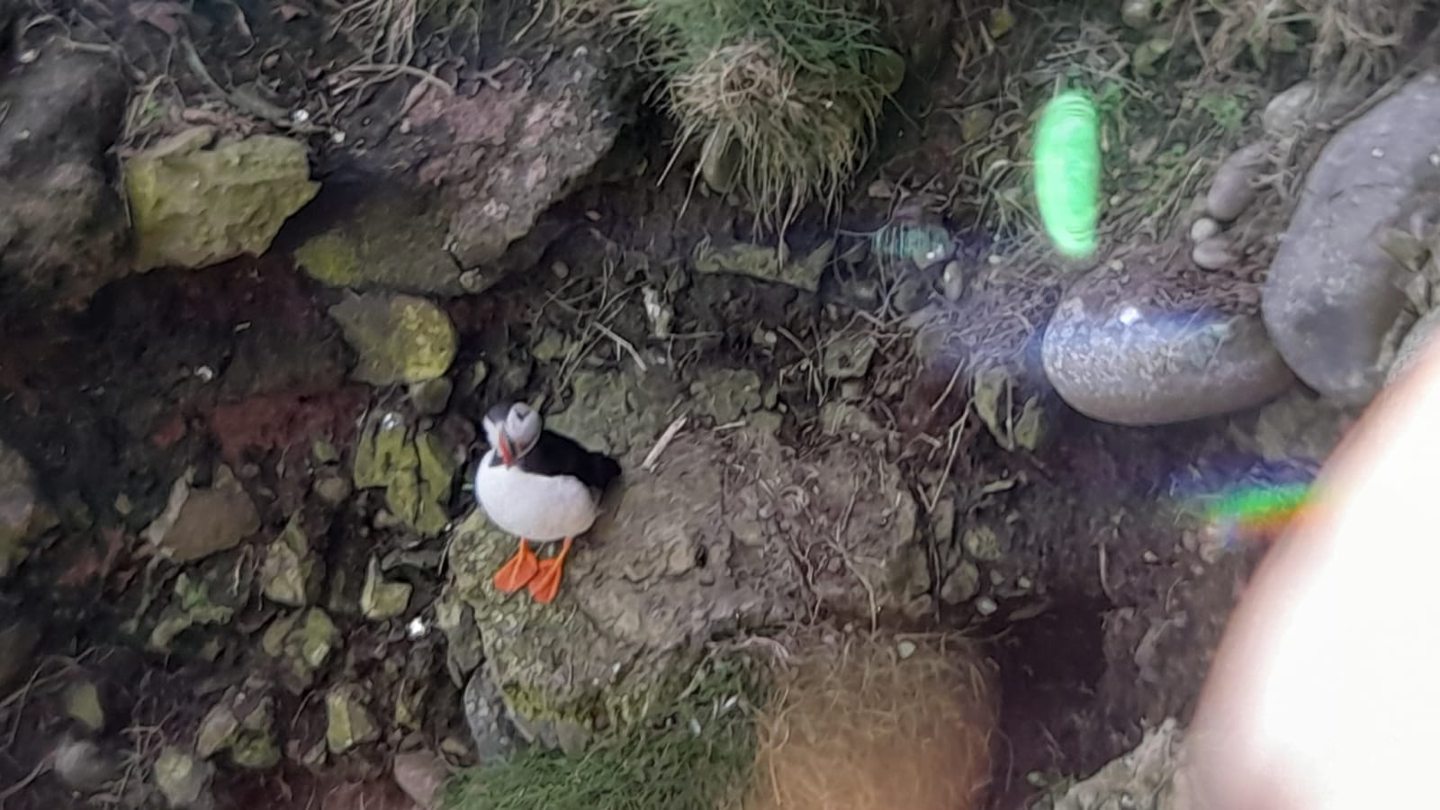 Puffin at Fowlsheugh.