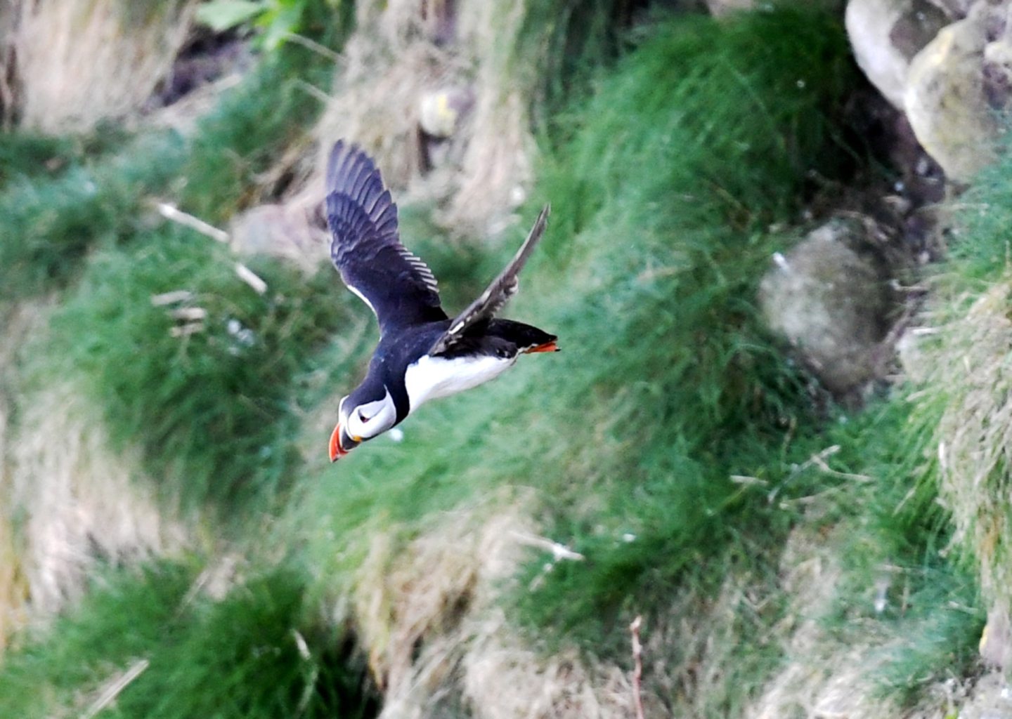 A puffin taking flight at Fowlsheugh.