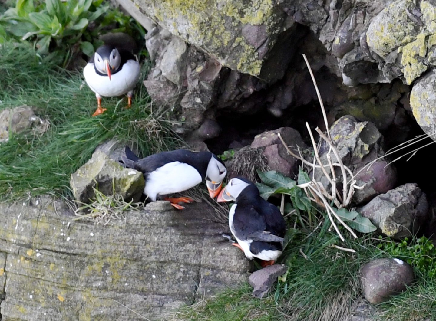 A trio of puffins at Fowlsheugh in Aberdeenshire.