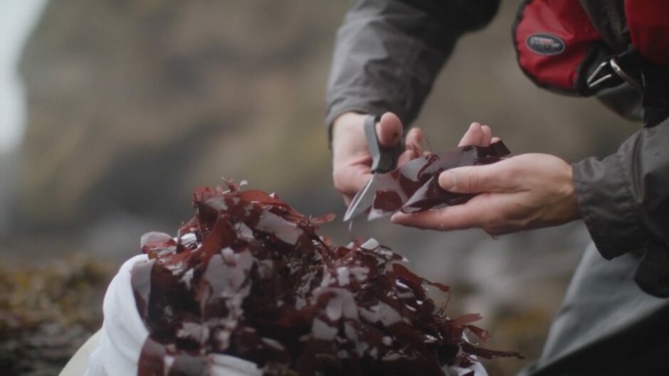 Seaweed being cut