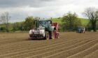 More than 75% of Britain's seed potato exports comes from Scotland
